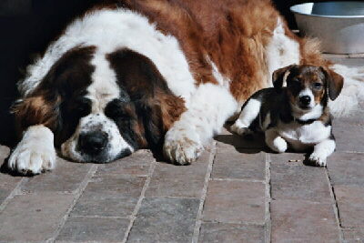 Bernhardiner Nala und Freundin Donna