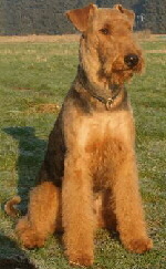 Foto vom Airedale Terrier