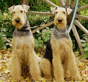 Airedale Terrier Foto eingesendet von Heike Ritthammer www.airedale-kft.de