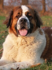 Foto vom Hund Bernahrdiner (c) pixelquelle.de