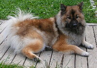 Foto vom Hund aus wikipedia.org