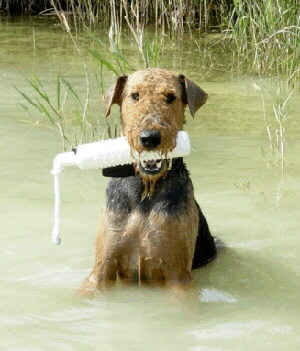 Airedale Terrier Foto eingesendet von Heike Ritthammer www.airedale-kft.de