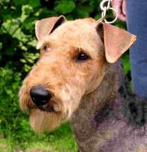 Airedale Terrier Foto eingesendet von Heike Ritthammer www.airedale-kft.de