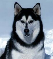 Foto vom Alaskan Malamute