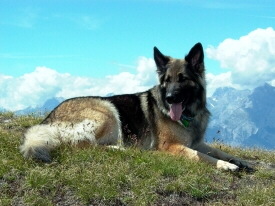 Foto vom Altdeutschen Schferhund , Foto von www.pixelquelle.de