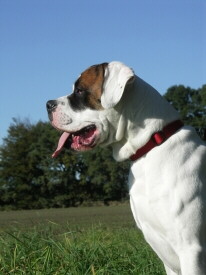 Foto vom American Bulldog, Foto von www.pixelquelle.de