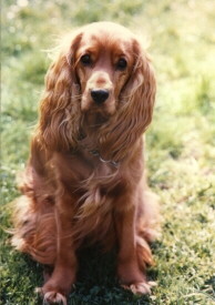 Foto vom American Cocker Spaniel, Foto von www.pixelquelle.de