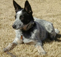 Foto vom Australian Cattle Dog