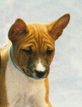 Foto vom Basenji 