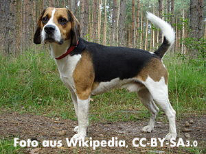 Foto vom Hund Beagle Harrier (c) Pixelquelle.de