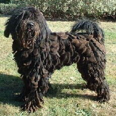 Foto vom Hund von wikipedia.de