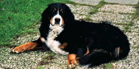 Foto vom Berner Sennenhund