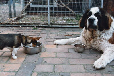 Bernhardiner Nala und Freundin Donna Bild 2