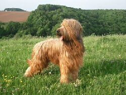 Foto vom Briard Hund