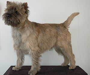 Foto vom Cairn Terrier