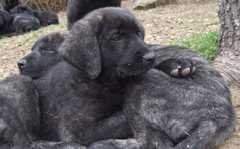 Cao de Castro Laboreiro Hund