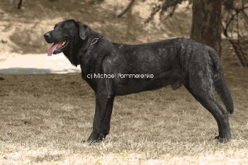 Hund Cao de Castro Laboreiro