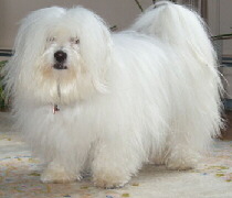 Foto vom Hund