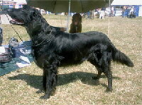 Foto vom Hund au wikipedia.org