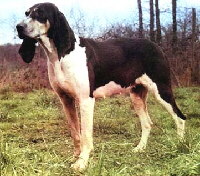 Foto vom Hund