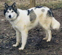Foto vom Hund