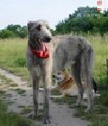 Foto vom Hund aus wikipedia.org