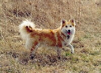 Foto vom Hund aus wikipedia.org