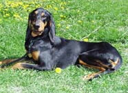 Foto vom Jura Laufhund Bruno