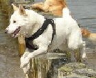 Foto vom Hund aus wikipedia.org