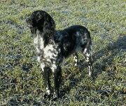 Foto vom Hund aus wikipedia.org