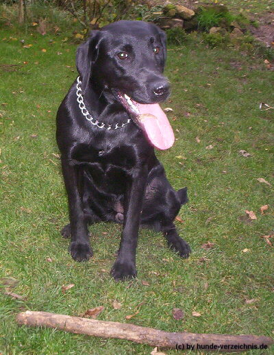 Labrador Retriever Blackie mit Stock