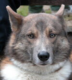 Foto vom Hund aus wikipedia.org