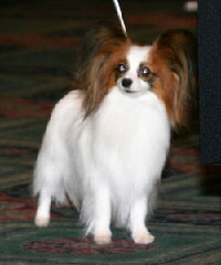 Foto vom Hund Papillon aus wikipedia.org