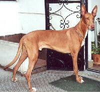 Foto vom Hund aus wikipedia.org