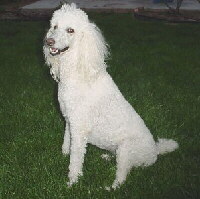 Foto vom Hund aus wikipedia.org