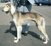 Foto vom Hund aus wikipedia.org