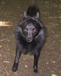 Foto vom Hund aus wikipedia.org