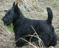 Foto vom Hund aus wikipedia.org