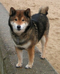 Foto vom Hund aus wikipedia.org