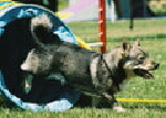 Foto vom Hund aus wikipedia.org