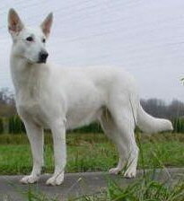 Foto vom Hund