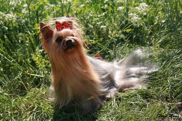 Foto vom Yorkshire Terrier Mascha, eingereicht von Sarah Maas