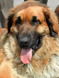 Foto vom Hund aus wikipedia.org