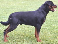 Foto vom Hund aus wikipedia.org