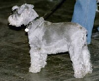 Foto vom Hund aus wikipedia.org