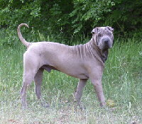 Foto vom Hund aus wikipedia.org