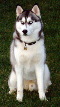 Foto vom Hund aus wikipedia.org
