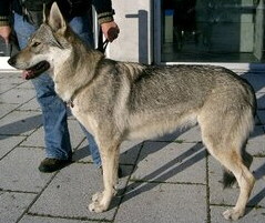 Foto vom Hund aus wikipedia.org