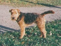 Foto vom Hund aus wikipedia.org